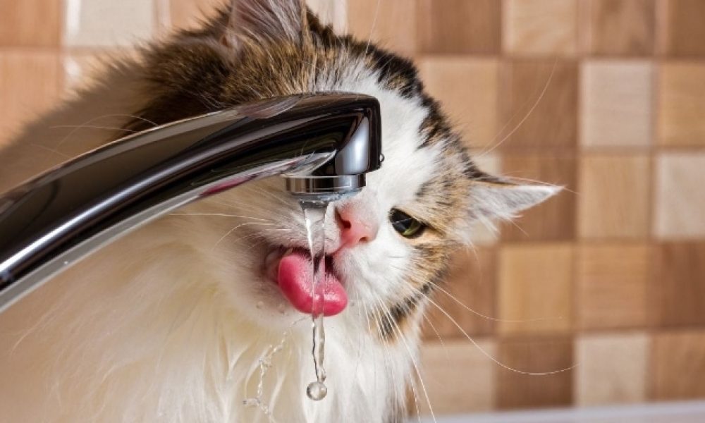how long can a cat go without water