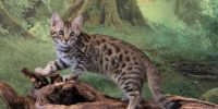 how long do bengal cats live