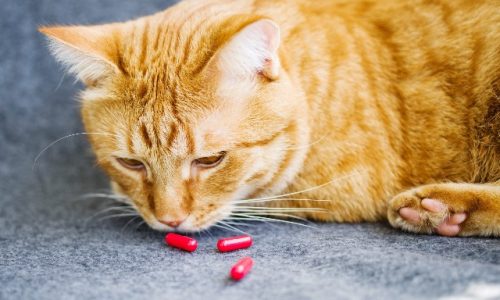 how long does gabapentin last in cats