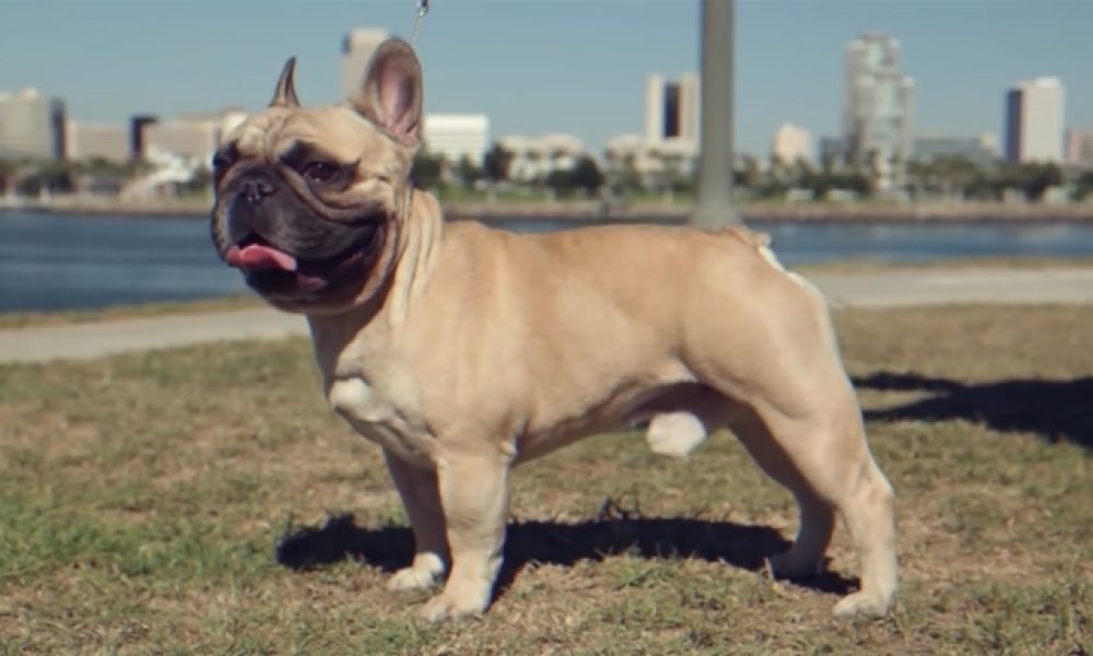 how much are french bulldogs