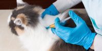 how much do cats vaccines cost