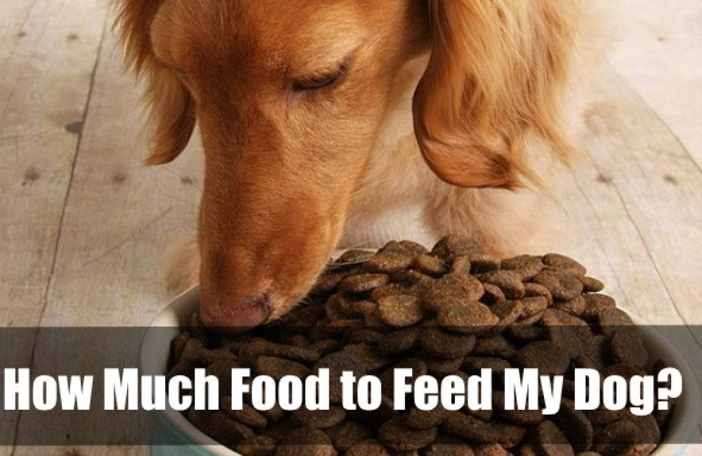 how much food to feed my dog