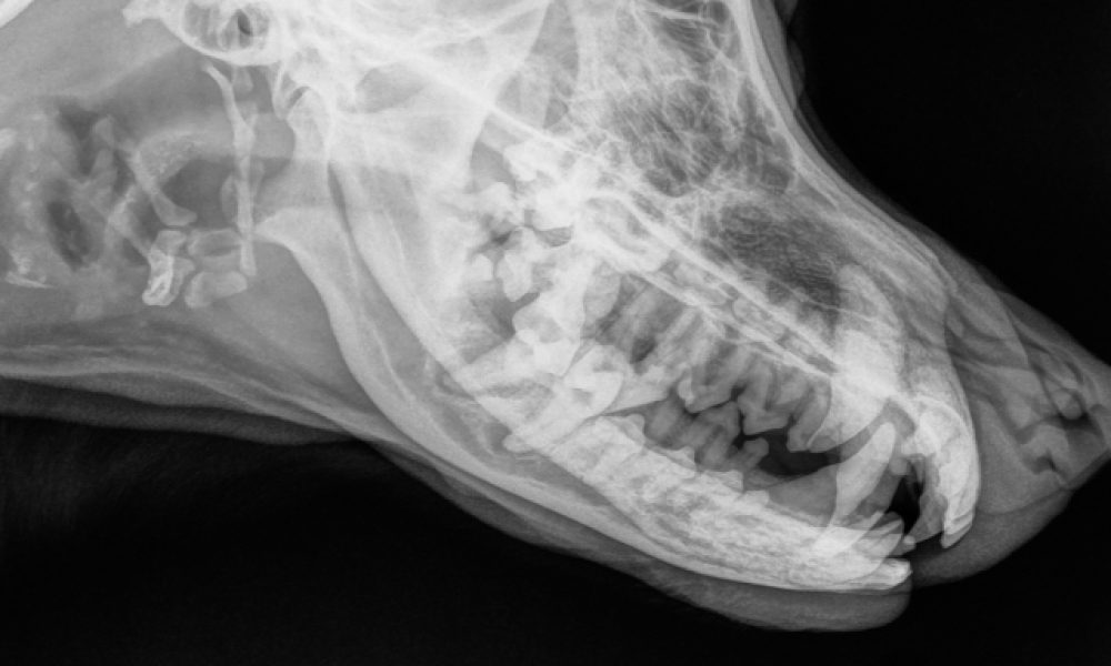 how much is an x ray for a dog