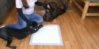 how to puppy pad train