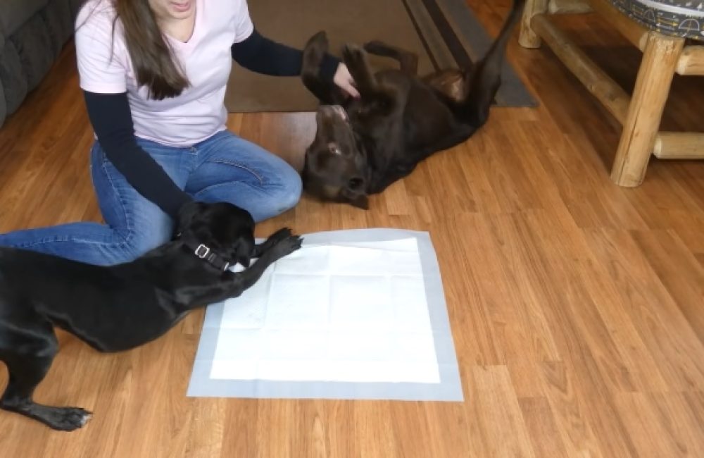 how to puppy pad train