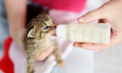 is goat milk good for kittens