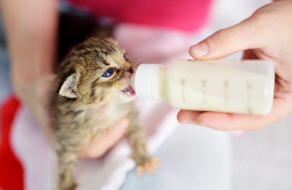 is goat milk good for kittens