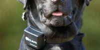 strongest shock collar for dogs