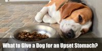 what to give a dog for an upset stomach