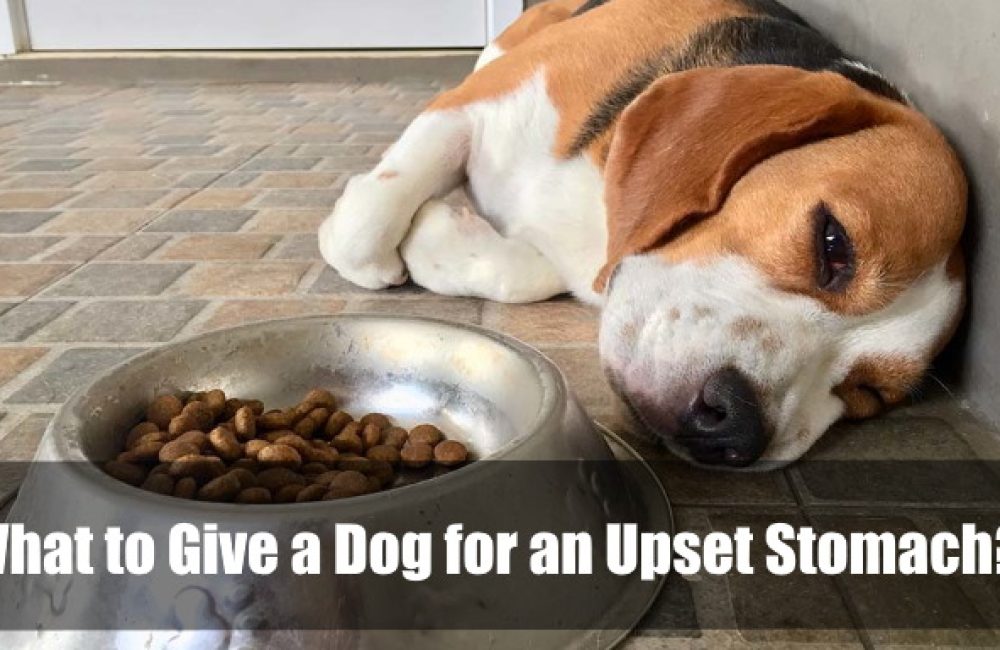 what to give a dog for an upset stomach