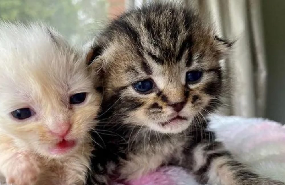 when do kittens open their eyes