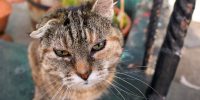 when to put a cat to sleep with hyperthyroidism